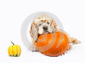 Cocker spaniel and pumpkins