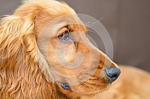 Cocker spaniel pup close up