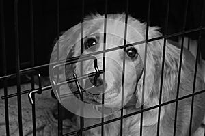 Cocker spaniel pup in her crate