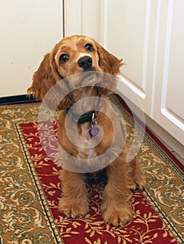 Cocker spaniel puppy