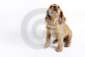 Cocker Spaniel Puppy