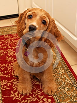 Cocker spaniel puppy #2