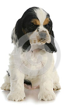 Cocker spaniel puppy