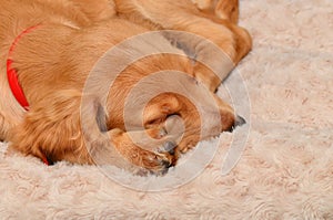 Cocker spaniel puppy