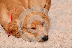 Cocker spaniel puppy