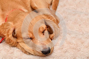 Cocker spaniel puppy