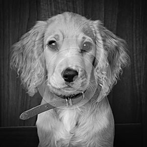 Cocker spaniel puppy