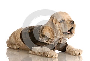 Cocker spaniel puppy