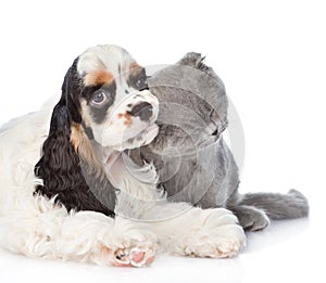 Cocker Spaniel puppy chewing on the ear kitten. isolated on whit