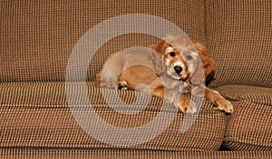 Cocker spaniel puppy on couch