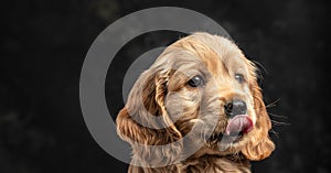 Cocker Spaniel puppy dog licking his lips isolated against a dark background. Long banner format