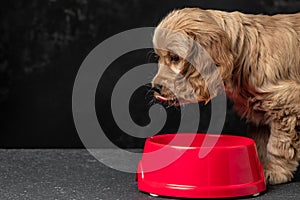 Cocker Spaniel puppy dog licking his lips isolated against a dark background. Long banner format