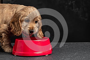 Cocker Spaniel puppy dog licking his lips isolated against a dark background. Long banner format