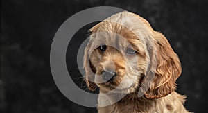 Cocker Spaniel puppy dog licking his lips isolated against a dark background. Long banner format