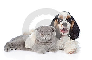 Cocker Spaniel puppy embracing young kitten. isolated on white