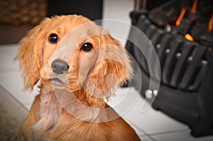 Cocker spaniel puppy by the fire keeping warm