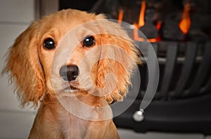 Cocker spaniel puppy by the fire keeping warm