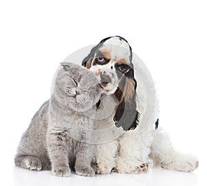 Cocker Spaniel puppy licking young kitten. isolated on white