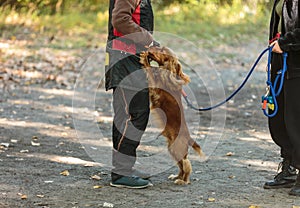 Cocker spaniel puppy portrait in the park. Funny, cute smiling dog on walking, training. Owner teaches a dog to make commands