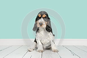 Cocker spaniel puppy sitting on a blue living room