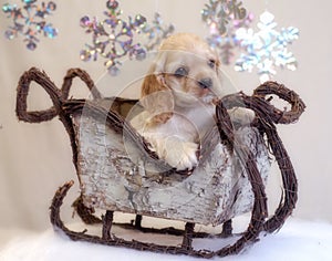 Cocker spaniel puppy in sleigh