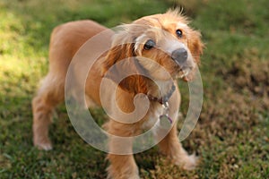 Cocker spaniel puppy in sunlight