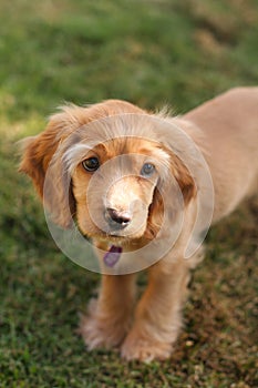 Cocker spaniel puppy in sunlight