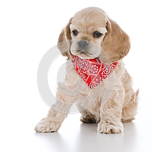 cocker spaniel puppy