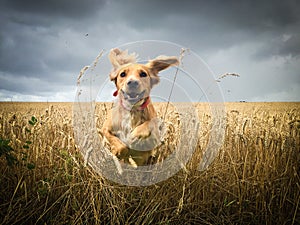 Cocker spaniel dog in field of wheat