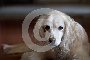 Cocker Spaniel with Sad Look