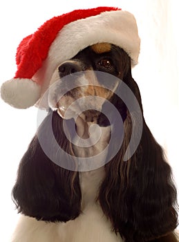 Cocker spaniel santa