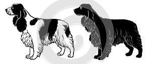 Cocker Spaniel set 2