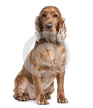 Cocker Spaniel sitting (3 years old)