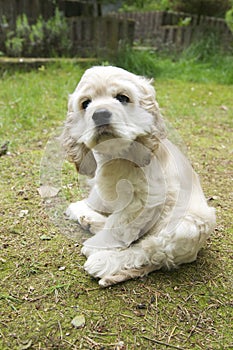 Cocker Spaniel sitting in the garden. photo