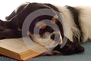 Cocker spaniel sleeping with book