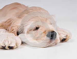 Cocker Spaniel sleeping close up. photo