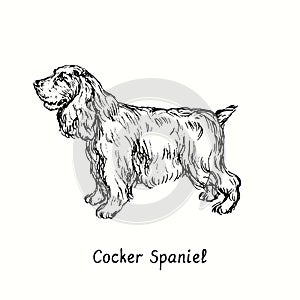 Cocker Spaniel standing side view. Ink black and white doodle drawing