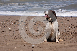 Cocker Spaniel on stoney beach at seaside