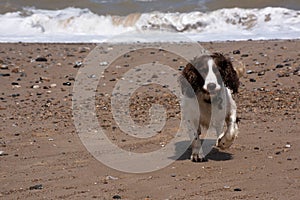 Cocker Spaniel on stoney beach at seaside