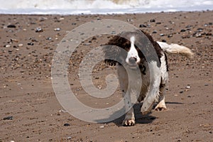 Cocker Spaniel on stoney beach at seaside