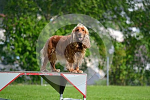 Cocker Spaniel during training - portait