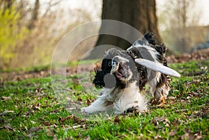 Cocker Spaniel Trying to Catch a Frisbe