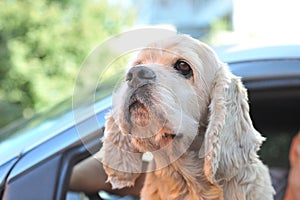 Cocker spaniel is watching