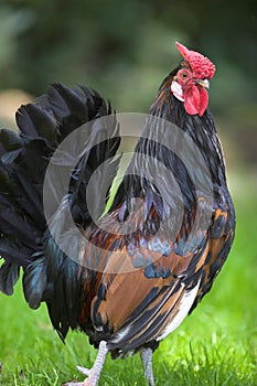 Cockerel