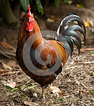 Cockerel