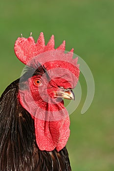 The Cockerel