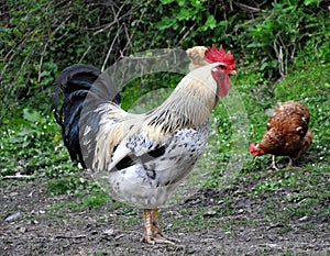 Cockerel