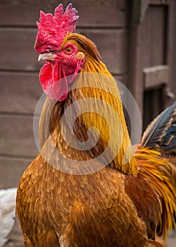 Cockerel