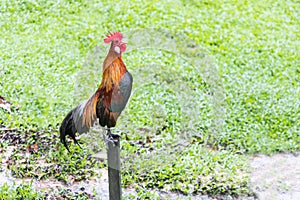 Cockerel crowing in the morning perching onto stilts pole