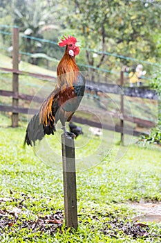 Cockerel crowing in the morning perching onto stilts pole